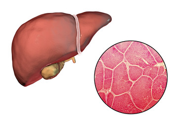 Wall Mural - Liver isolated on white background and liver tissue under microscope, 3D illustration and micrograph