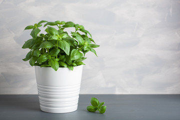 Canvas Print - fresh basil herb in pot