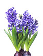 Three hyacinth isolated on white