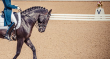 Black Horse Portrait During Dressage Competition. Dressage Horse And Rider. Advanced Dressage Test. 