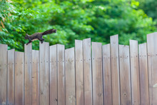 Fence And A Squirrel