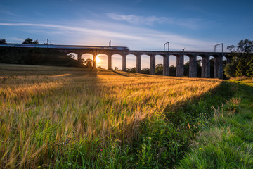 Wall Mural - train on river aln viaduct / a golden crop of barley below the railway viaduct with motion blurred t
