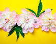 Three buds of pink flowering peonies on a yellow background
