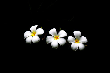 High contrast Plumeria flowers on dark background