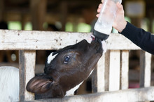 Milk Feeding Of A Calf.Little Girl Hand Feeding Milk Bottle To Little Baby Cow.