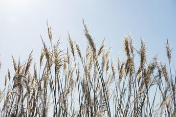 Naklejka na meble Hierbas  Gramineas al sol y a contraluz