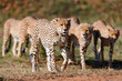 Five Cheetah males on the way to hunt in Masai Mara, Kenya