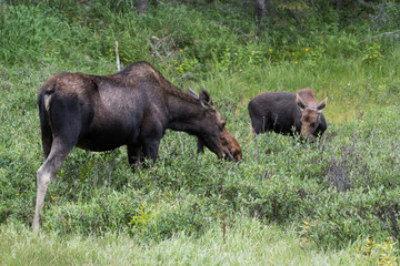 Cow With Calf - Shiras Moose of The Colorado Rocky Mountains