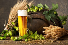 Beer Glass With Hops And Rw Material For Beer Production.