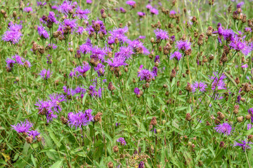 pink cornflowers wild flowers meadow