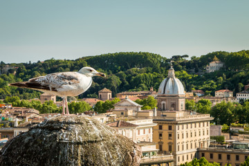 Seagull watching Rome from the roof 2