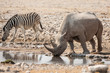 Zebra und Nashorn am Wasserloch