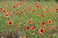 Field Full Of Indian Blanket Flowers During Spring In Texas