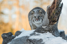 Bobcat (Lynx Rufus) Crouches To Pounce