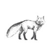 © mashikomo - Vector hand drawn illustration of walking fox isolated on white background. Cute forest animal in sketch style