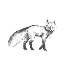Vector Hand Drawn Illustration Of Walking Fox Isolated On White Background. Cute Forest Animal In Sketch Style