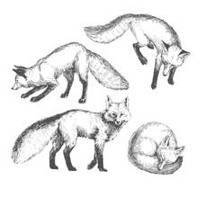 Vector Hand Drawn Cute Animal Set. Sketch Illustration With Walking, Playing And Sleeping Foxes.