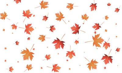 Wall Mural - maple leaves background. falling autumn leaves banner template
