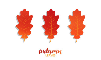 Wall Mural - autumn oak leaves set. vector fall autumn leaves collection
