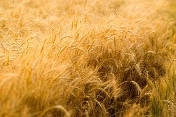 Spikes of ripe rye on a summer evening