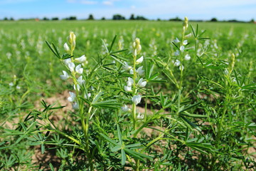 Field with white lupine crops