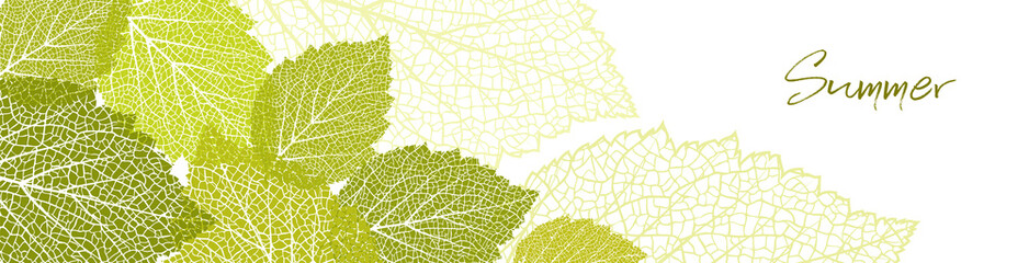 Wall Mural - summer background and leaves