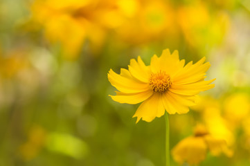 Wall Mural - yellow delicate cosmos flower on a beautiful background. soft focus.