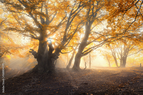 Magical old forest with sun rays in the morning. Amazing trees in fog. Colorful landscape with foggy forest, gold sunlight, orange foliage at sunrise. Fairy forest in autumn. Fall woods.Enchanted tree