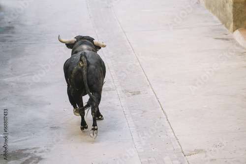 Fotografía Bulls that run for the street