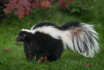 Wall Mural - striped skunk (mephitis mephitis) stands to left