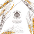Vector background for label, package. Hand drawn sketch illustration of wheat and logo design. Concept for organic flour, harvest and agriculture, grain, cereal products, bakery, healthy food.