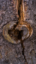 Heart Tree 