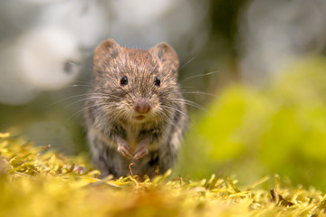 Canvas Print - Frontal view of cute Bank vole