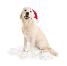 Cute Dog In Santa Hat Sitting With Christmas Lights On White Background