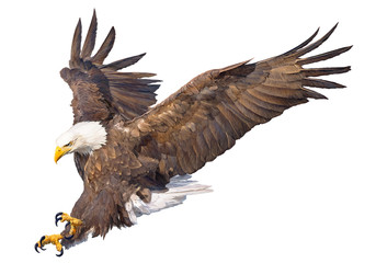 Bald eagle swoop attack hand draw and paint on white background animal wildlife vector illustration.