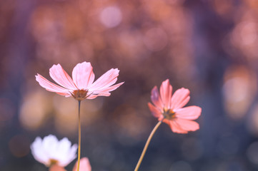 Wall Mural - delicate pink cosmos flowers on bokeh background. soft selective focus. toning of colors.