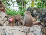 Fototapeta Zwierzęta - Baboons family hamadryas baboon in captivity