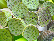 Lotus Seeds Pods Background