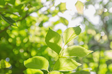 Wall Mural - green leaves and blur with sunlight background