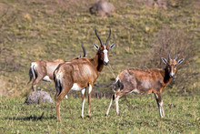 Three Alert Blesbok Standing On Dry Winter Grassland  Landscape