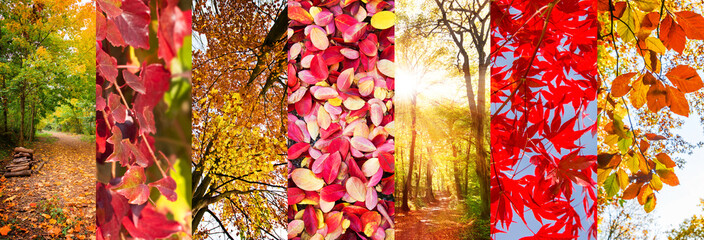 Wall Mural - autumn leaves and nature landscapes panoramic collage, fall concept