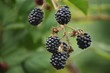 Branch of ipe blackberries
