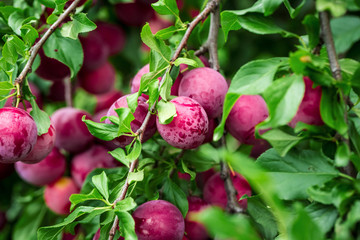 Beautiful background of the red ripe plums on the tree