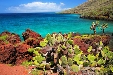 Poster - Galapagos prickly pear on Rabida Island in Galapagos National Park, Ecuador.