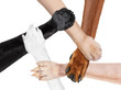 © Javier brosch - joined paws hands in a circle as a team