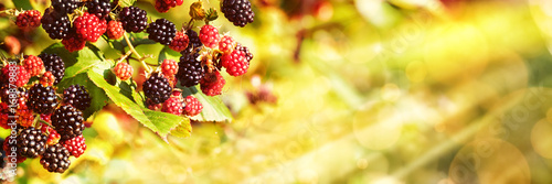 Fotografía Blackberries, Late Summer Background