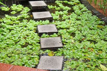 Canvas Print - Decorative alley and plants in pond