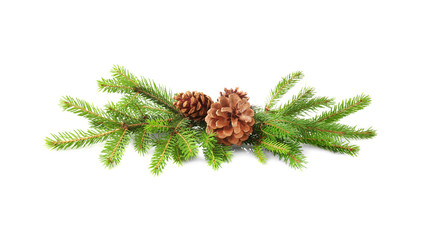 Wall Mural - Branches of fir tree and cones on white background