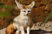Fennec Fox (Vulpes Zerda)