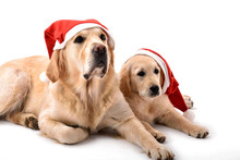 Two Golden Retriever Dogs With Santa Claus Hats